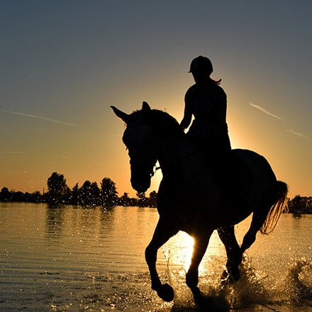 Clinique Équine par CSP Médical